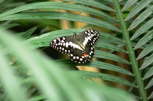 Papilio demodocus