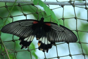 Papilio polytes samec