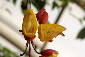 Phoebis philea na Thunbergia mysorensis