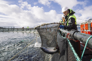 Lakseoppdrett. Foto: Marius Fiskum © Norges sjømatråd