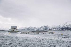 Lakseoppdrett. Foto: Marius Fiskum © Norges sjømatråd