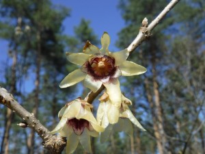 Chimonanthus_praecox