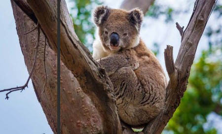 koala