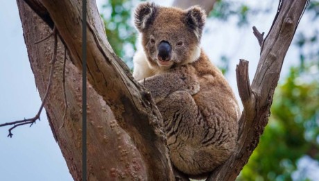 koala