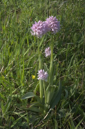 Orchis_tridentata,_Vstavač_Lísky_R.Rybková