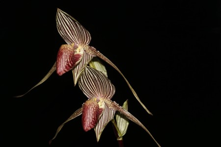 Paphiopedilum_rotschildianum_R