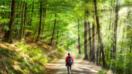 Spaziergang im grünen Wald