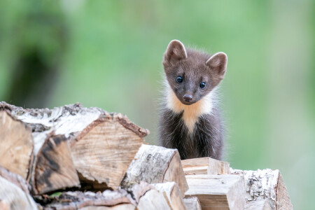 A,Curious,Pine,Marten,Cub,Is,Looking,At,You