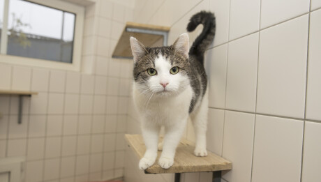 Whiskas_adopce_kocek_